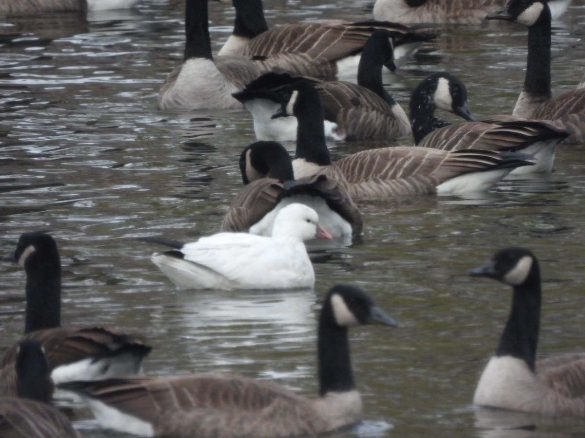 husa bělostná - ML646360441