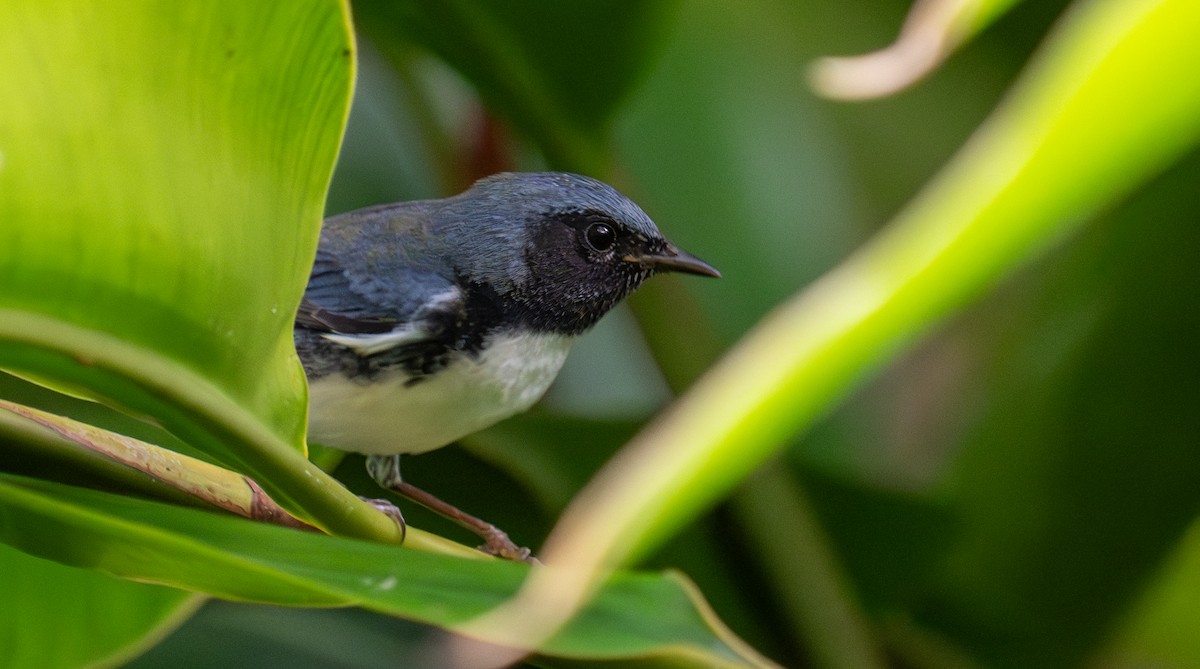 Black-throated Blue Warbler - ML646360442