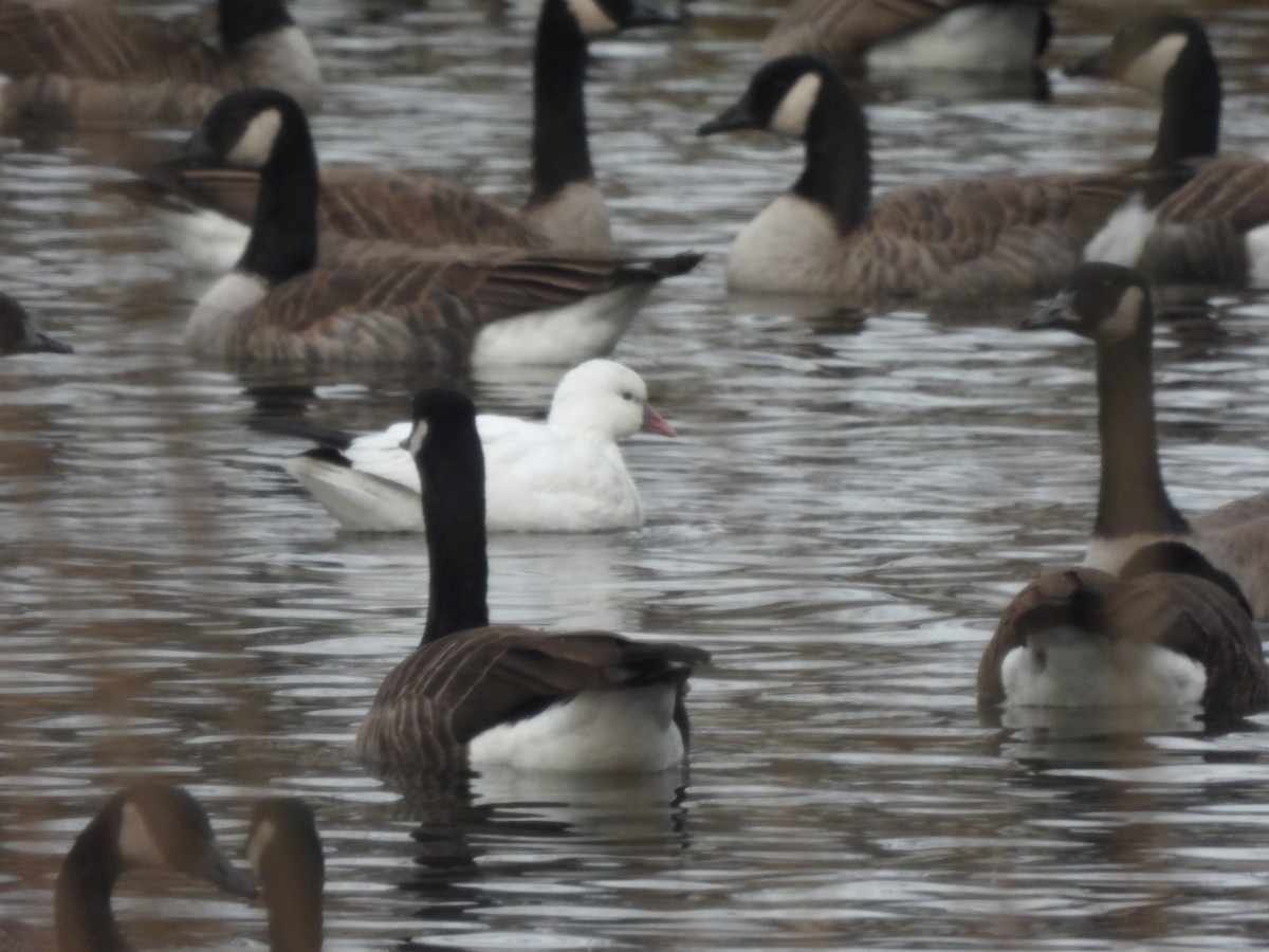 husa bělostná - ML646360443