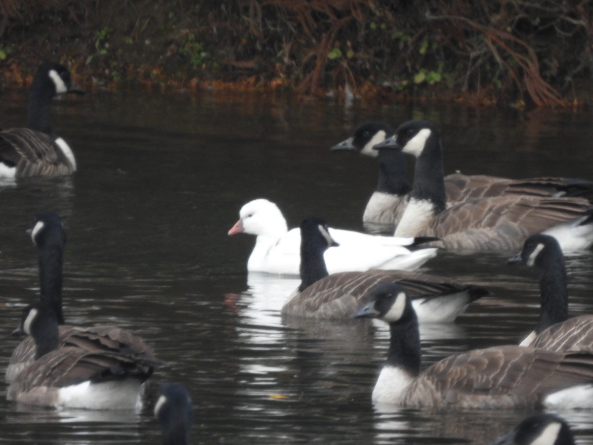 husa bělostná - ML646360444