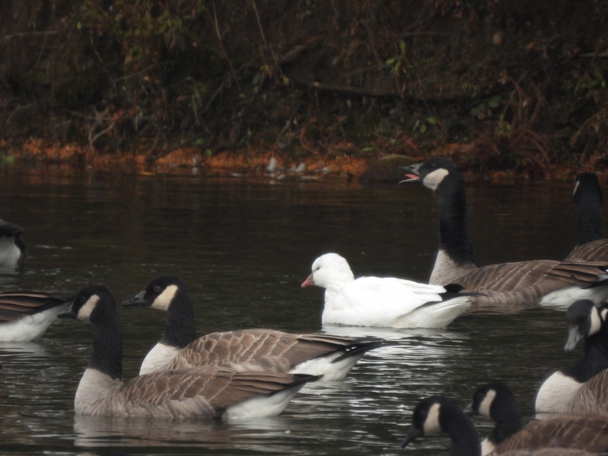 husa bělostná - ML646360445