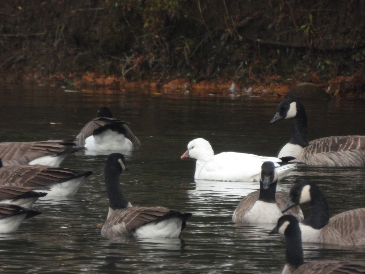 husa bělostná - ML646360446