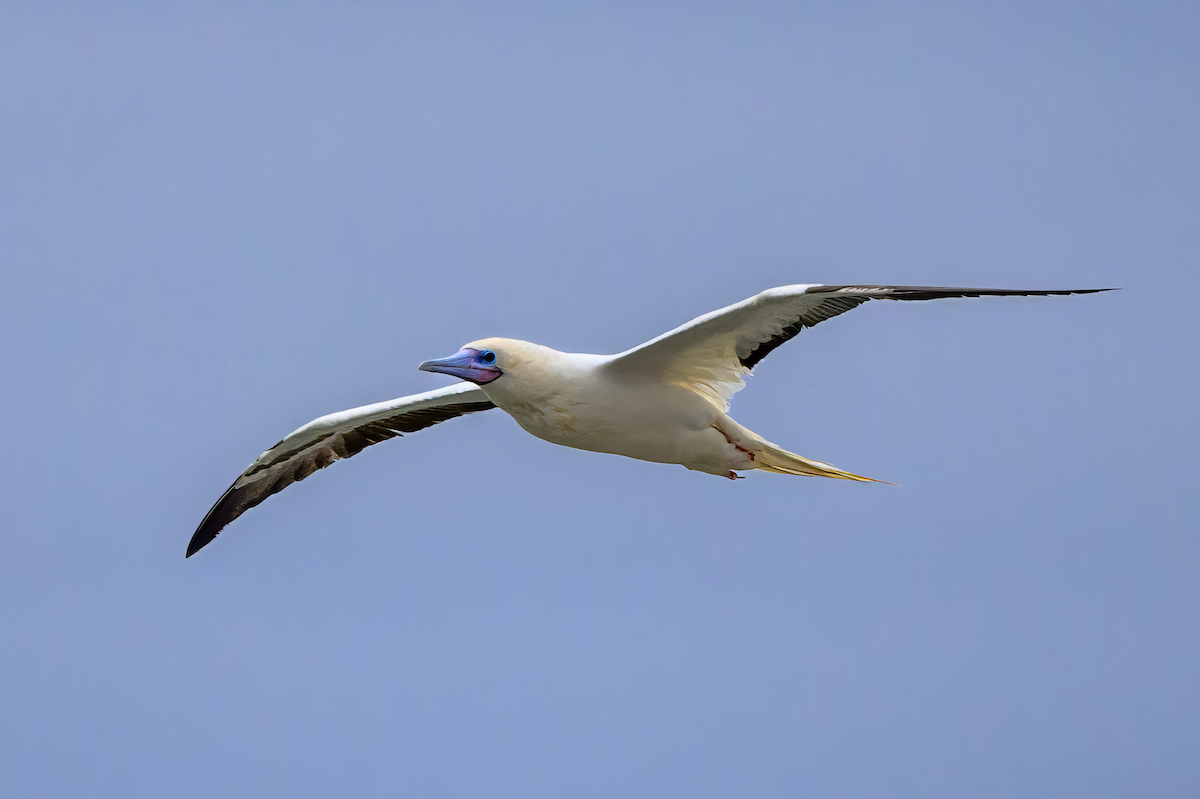 Сула червононога - ML646360447