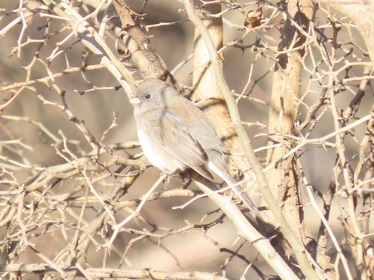 Dark-eyed Junco - ML646360448