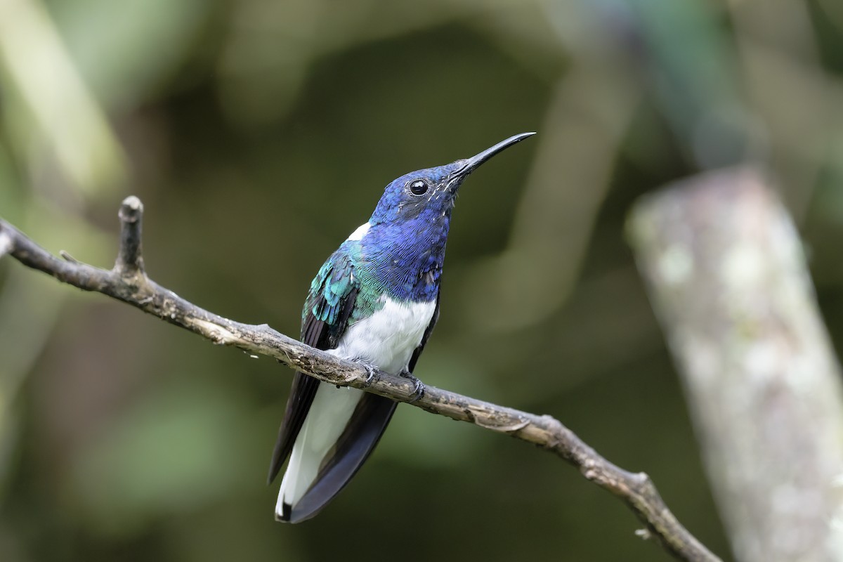 White-necked Jacobin - ML646360449