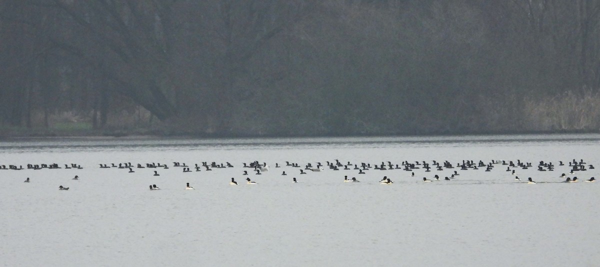 kormorán velký - ML646360452