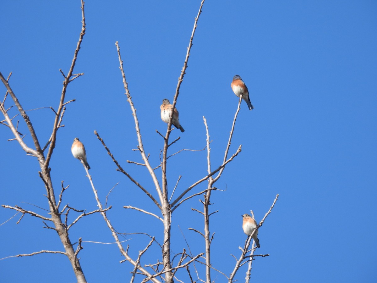 Eastern Bluebird - ML646360453