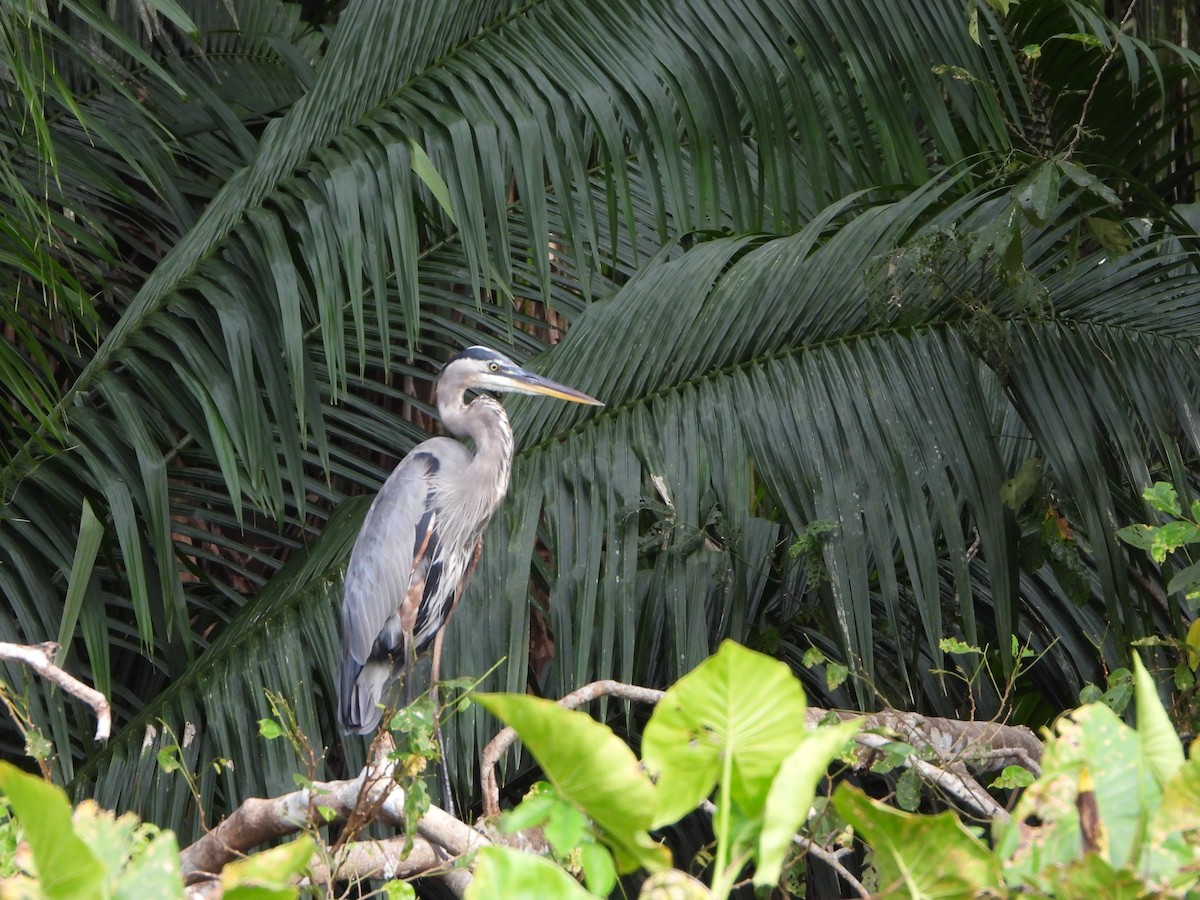Great Blue Heron - ML646360456