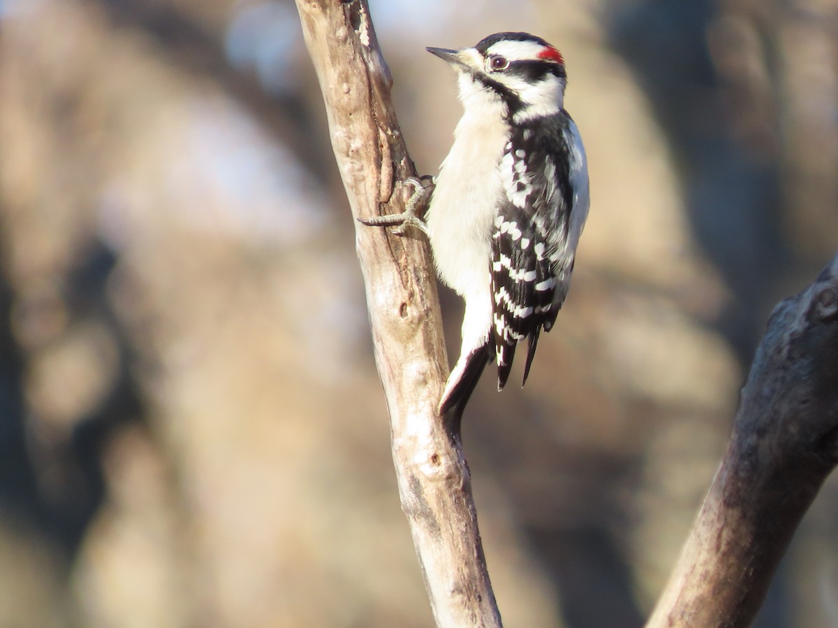 Downy Woodpecker - ML646360458