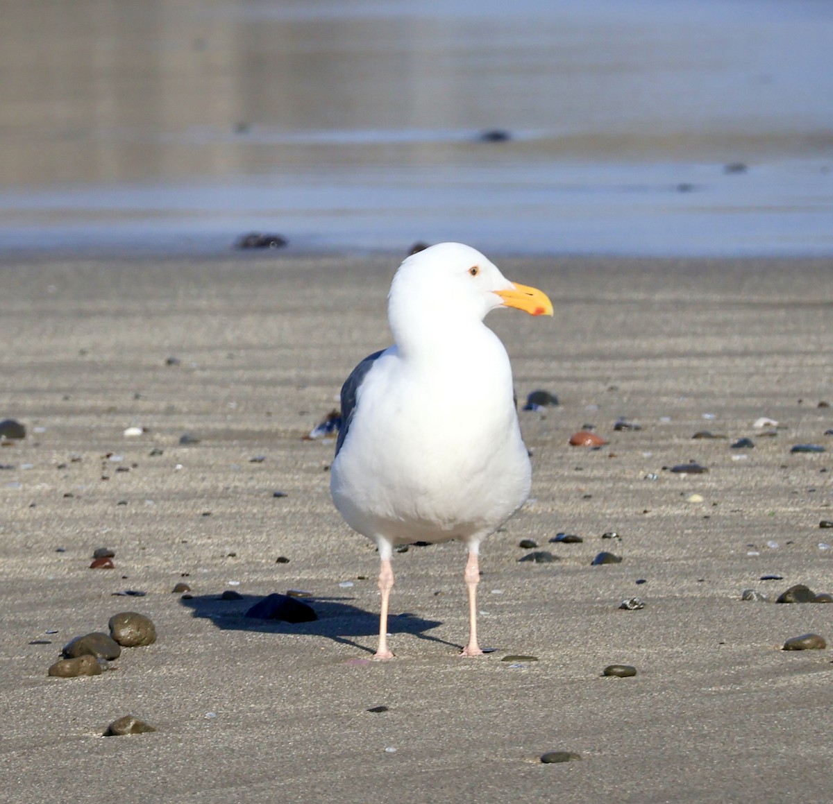 Westmöwe - ML646360460