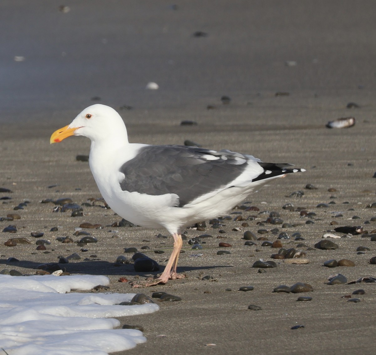 Westmöwe - ML646360461