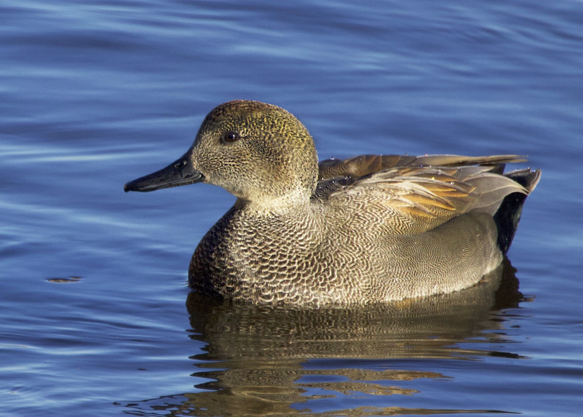 Gadwall - ML646360462