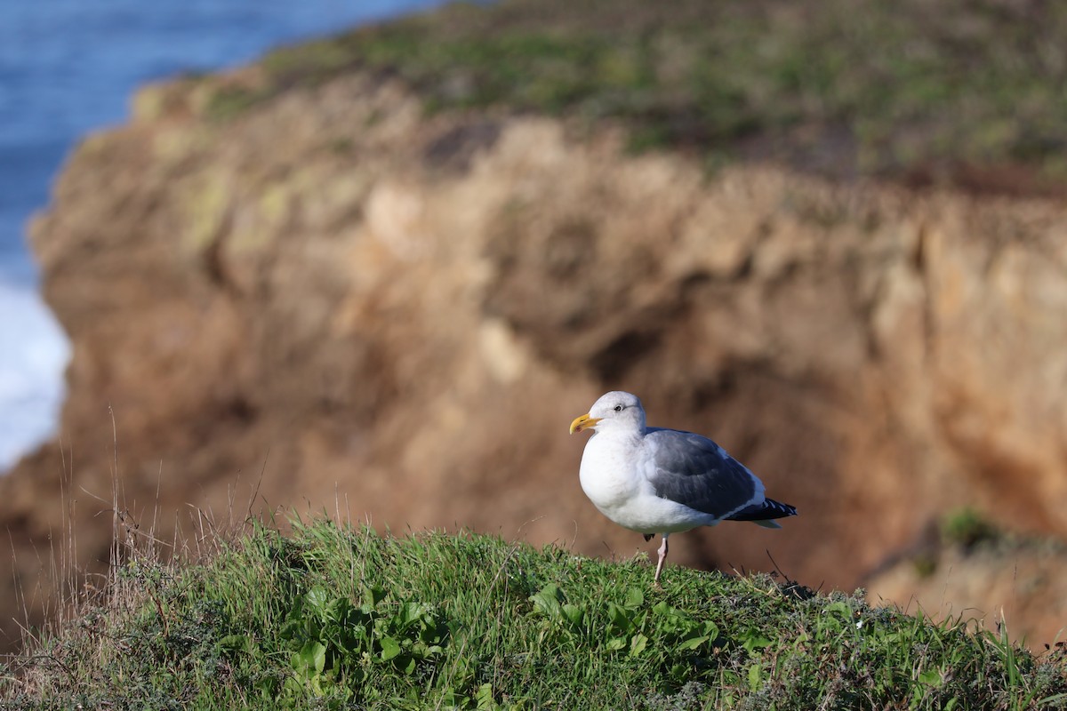 Westmöwe - ML646360468