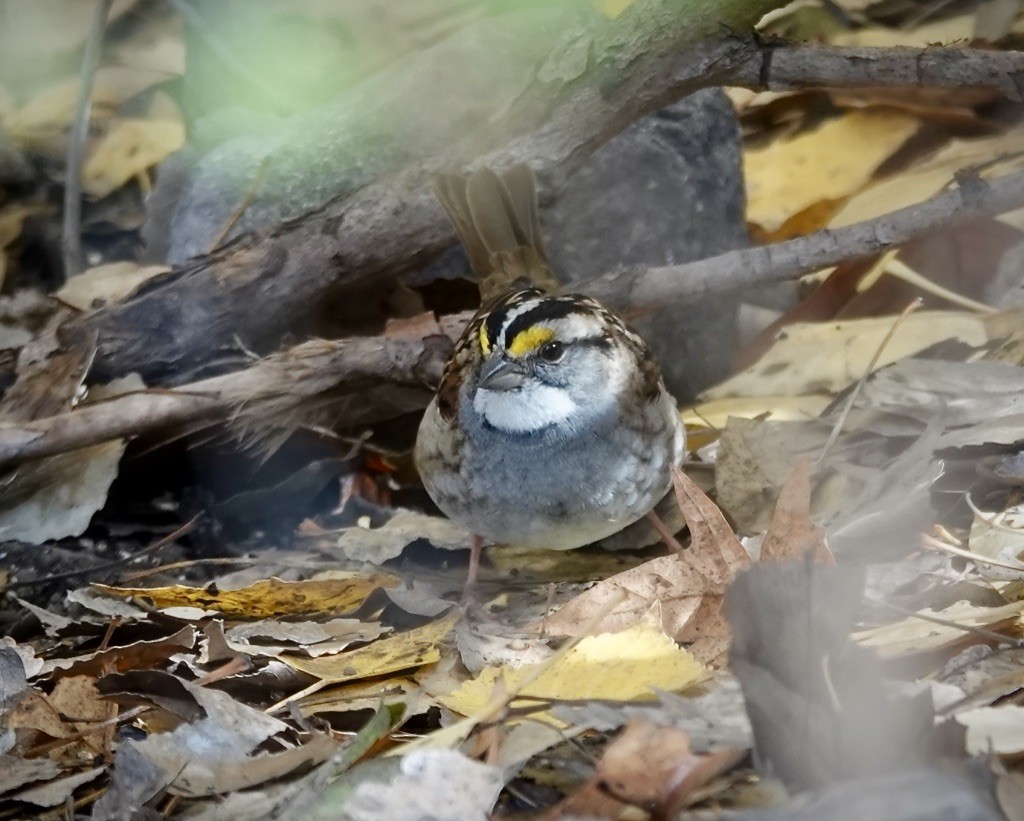 White-throated Sparrow - ML646360469