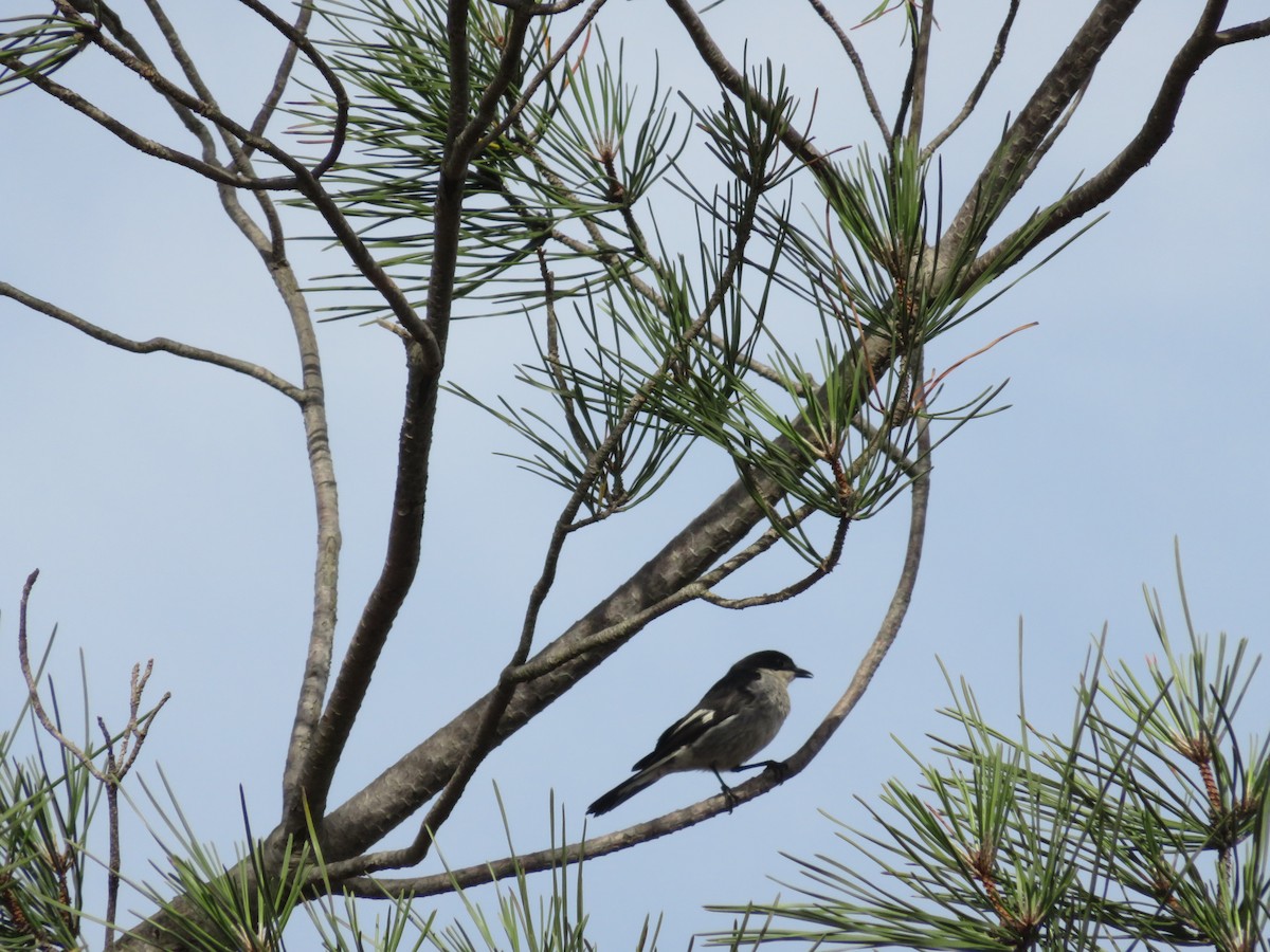 Fiscal Flycatcher - ML646360470