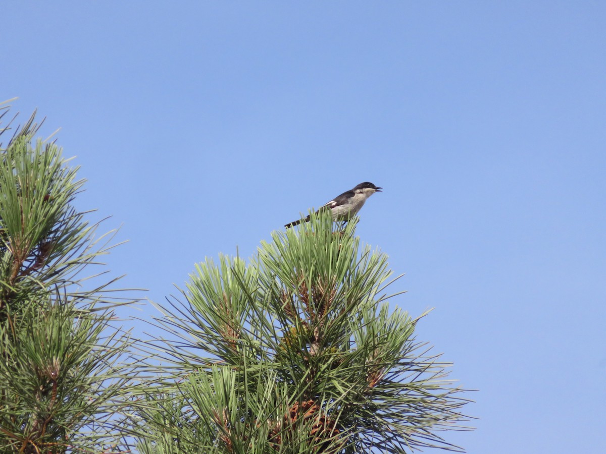 Fiscal Flycatcher - ML646360471