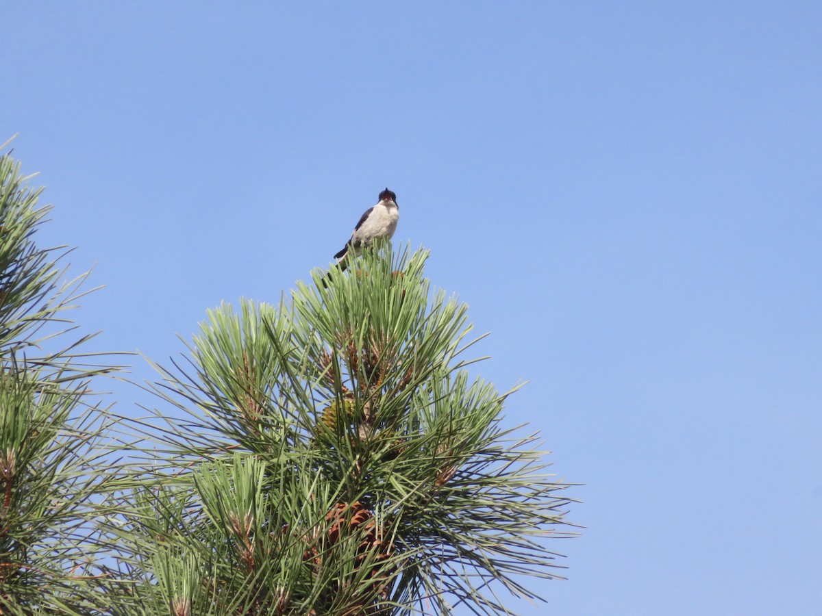 Fiscal Flycatcher - ML646360472