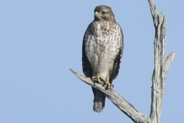 Kızıl Omuzlu Şahin - ML646360475