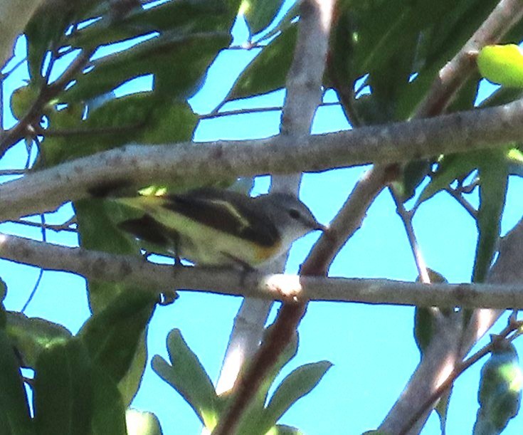 American Redstart - ML646360483