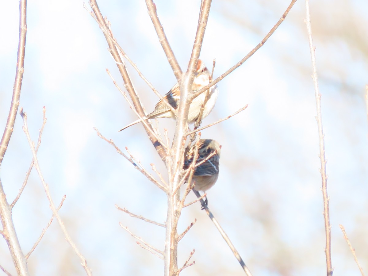 American Tree Sparrow - ML646360492