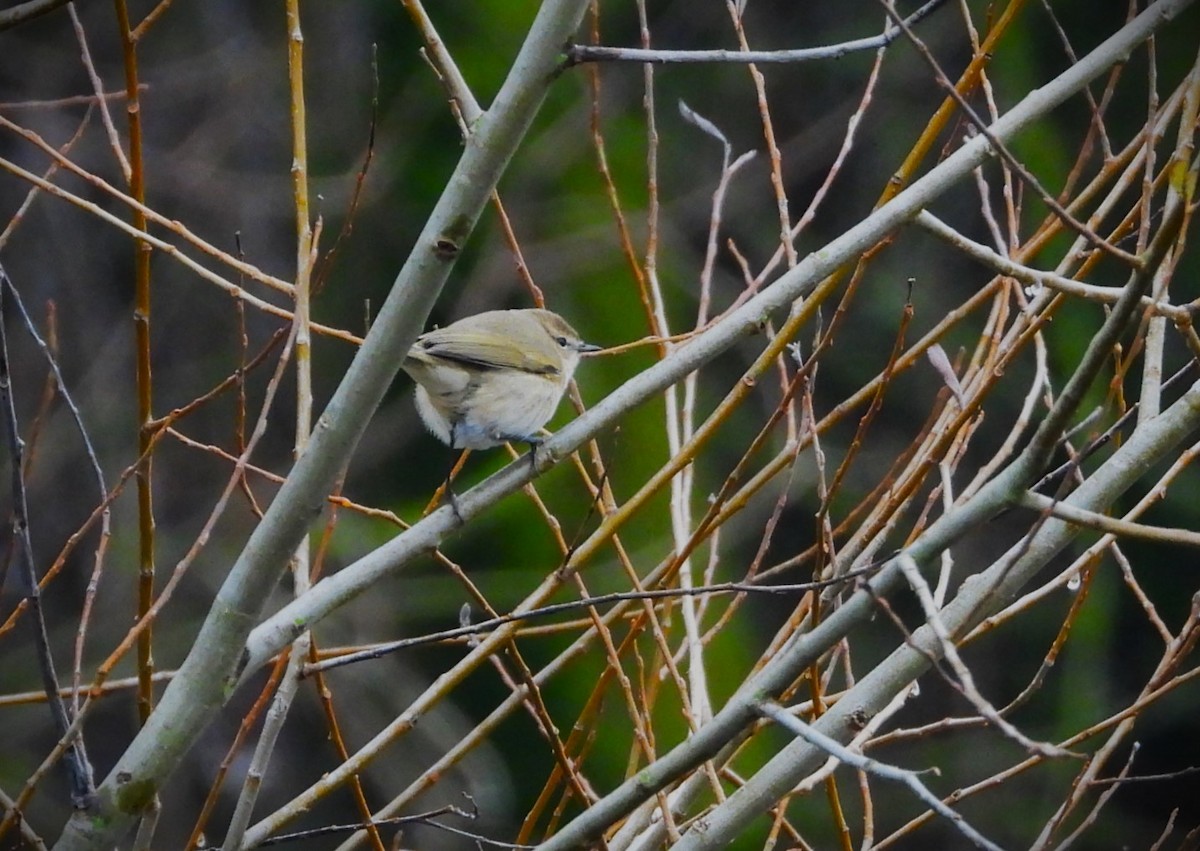 Common Chiffchaff - ML646360493