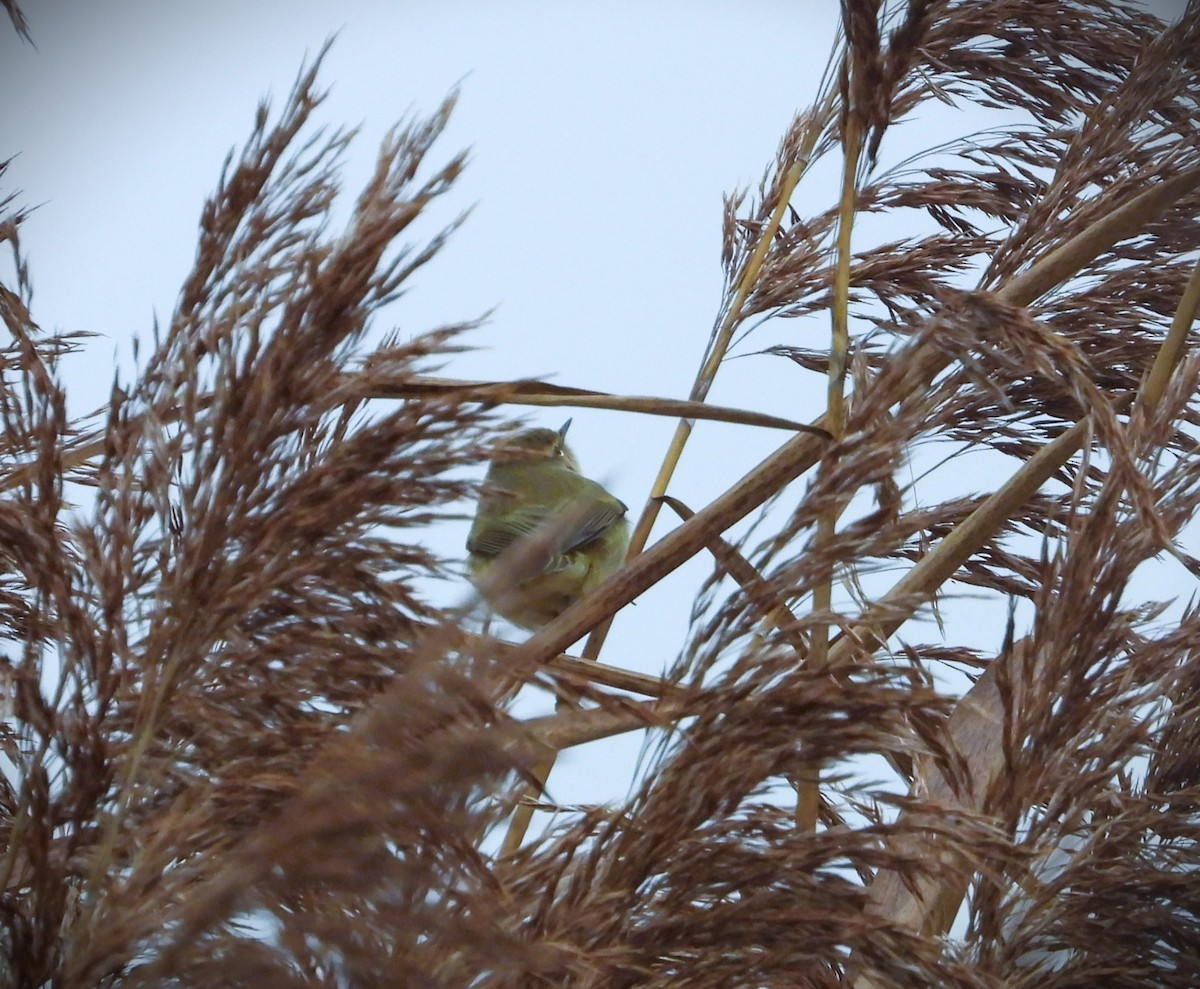 Common Chiffchaff - ML646360494