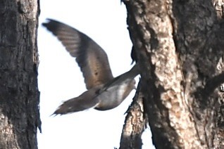 Uzun Kuyruklu Kumru - ML646360497