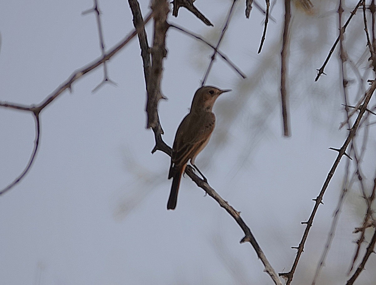 Chat Flycatcher - ML646360500