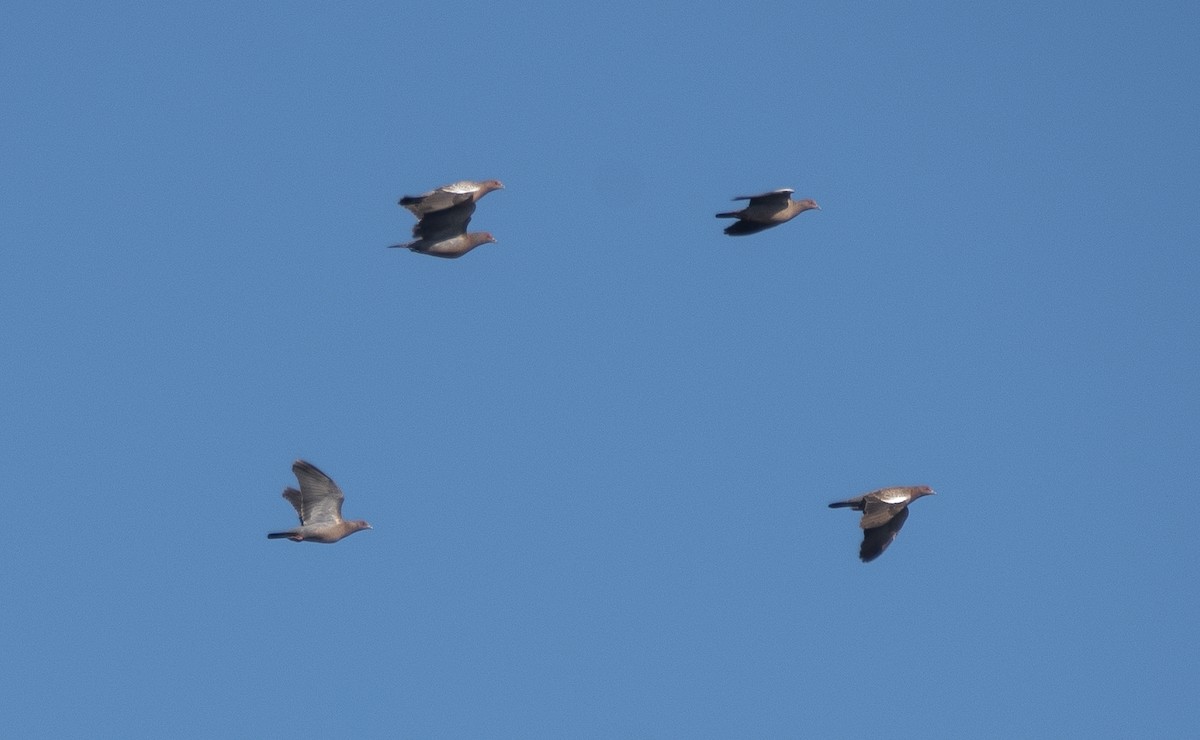 Темнохвостый голубь - ML646360501