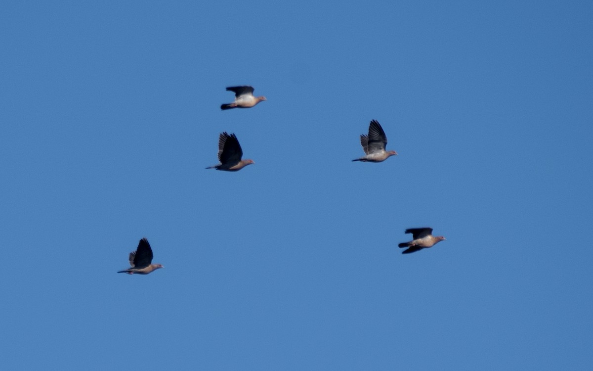 Темнохвостый голубь - ML646360502