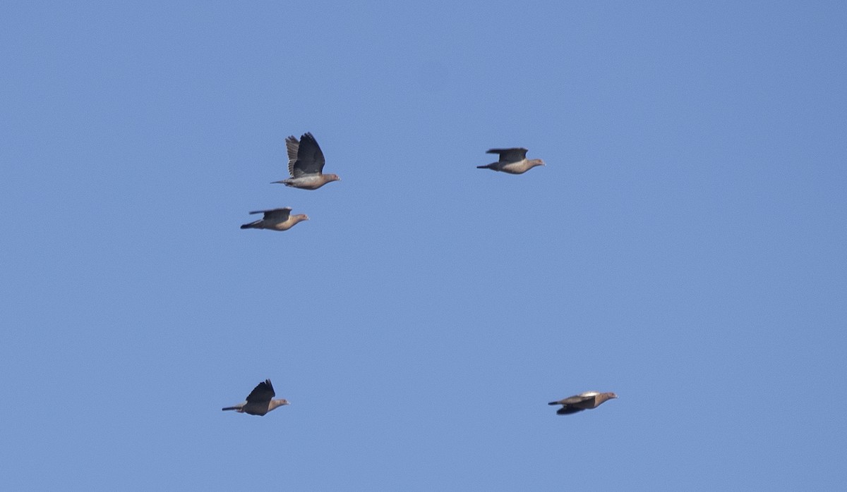 Темнохвостый голубь - ML646360503