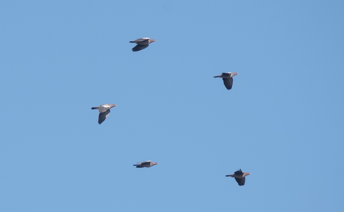 Темнохвостый голубь - ML646360504