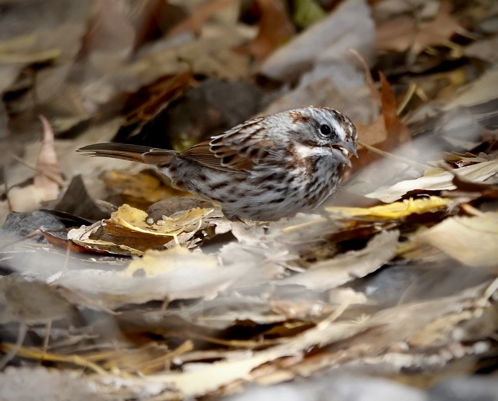 strnadec zpěvný (ssp. montana/merrilli) - ML646360506