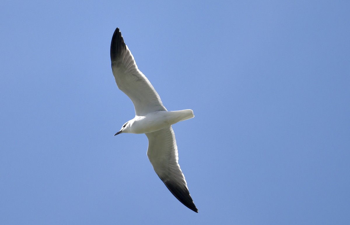 Laughing Gull - ML646360508