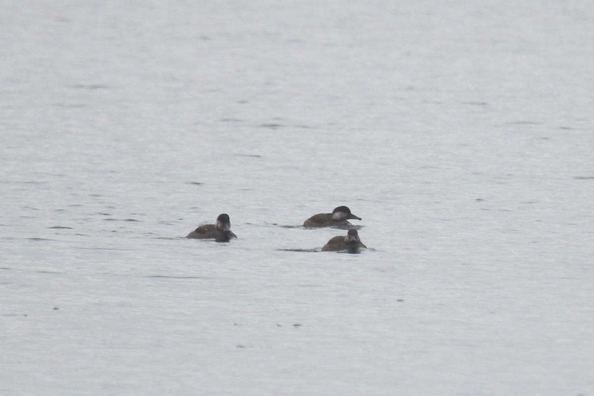 Ahatebeltz eurasiarra - ML646360509