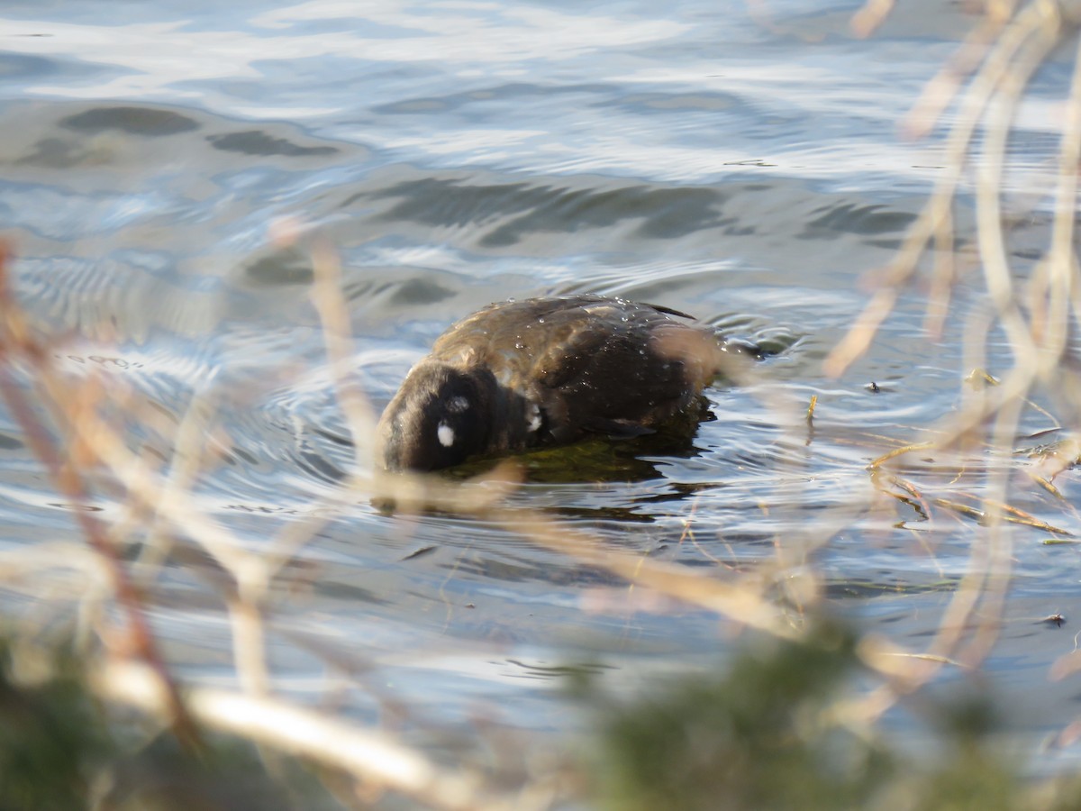 Palyaço Ördeği - ML646360510