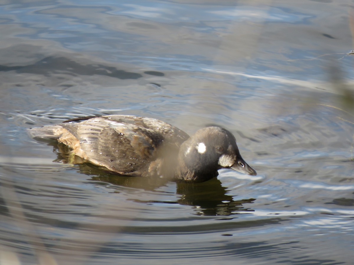 Palyaço Ördeği - ML646360512