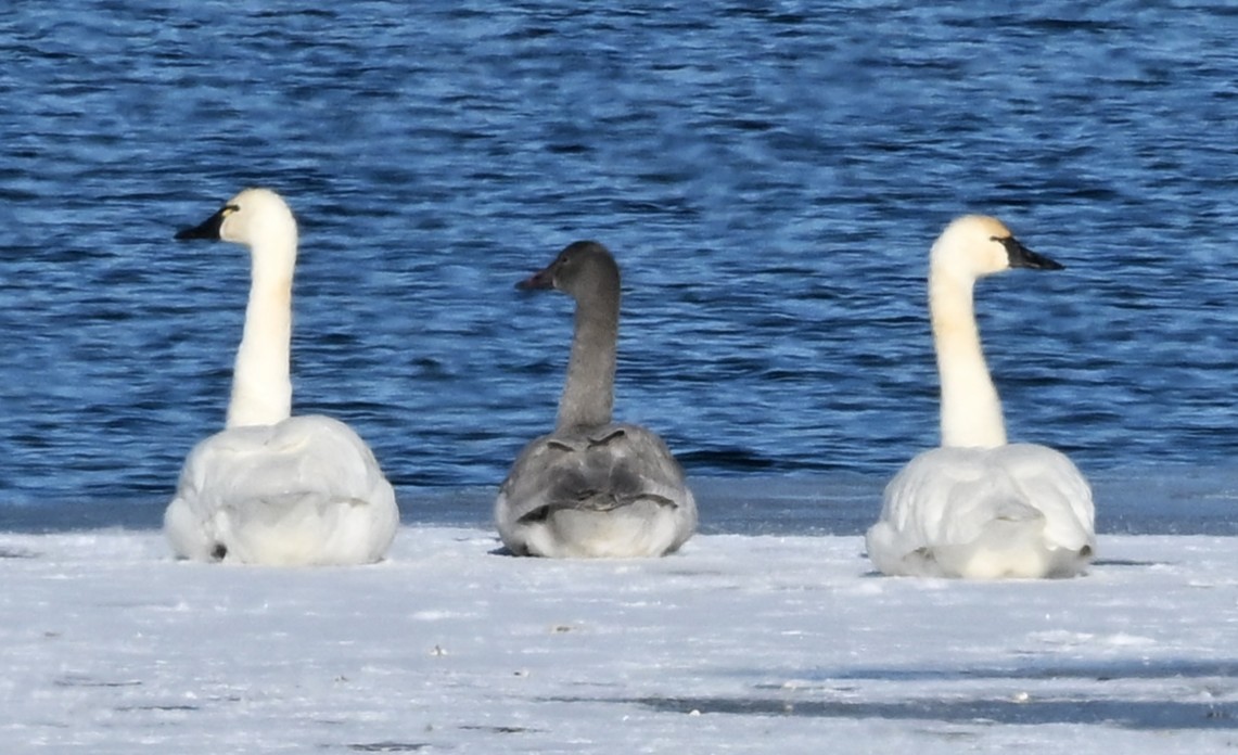 Гунгар хун - ML646360520