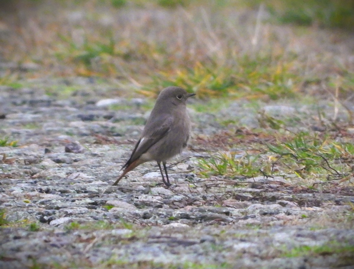 Black Redstart - ML646360525