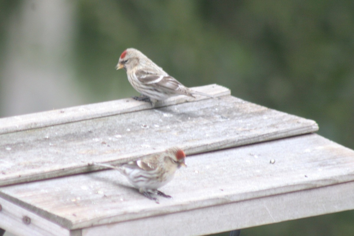 Чечётка (Обыкновенная) - ML646360526