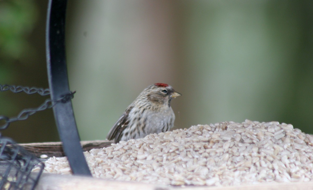 Чечётка (Обыкновенная) - ML646360528