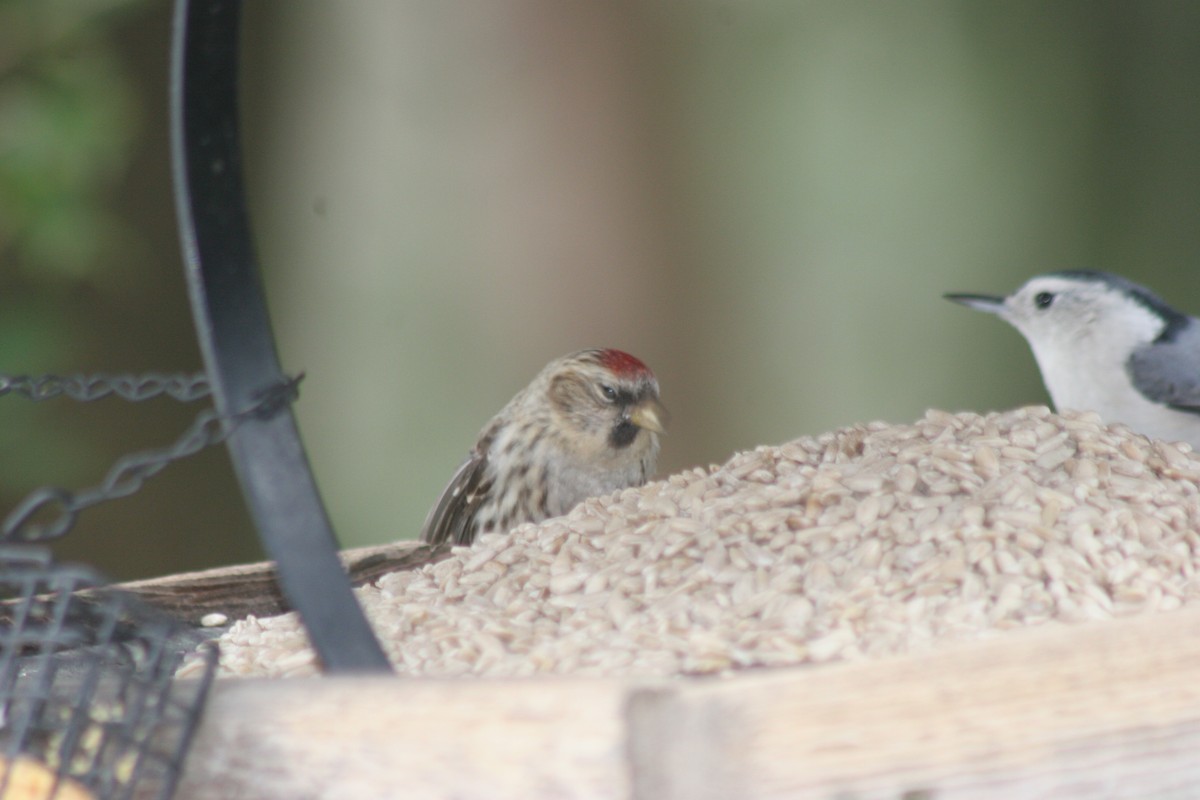 Чечётка (Обыкновенная) - ML646360529