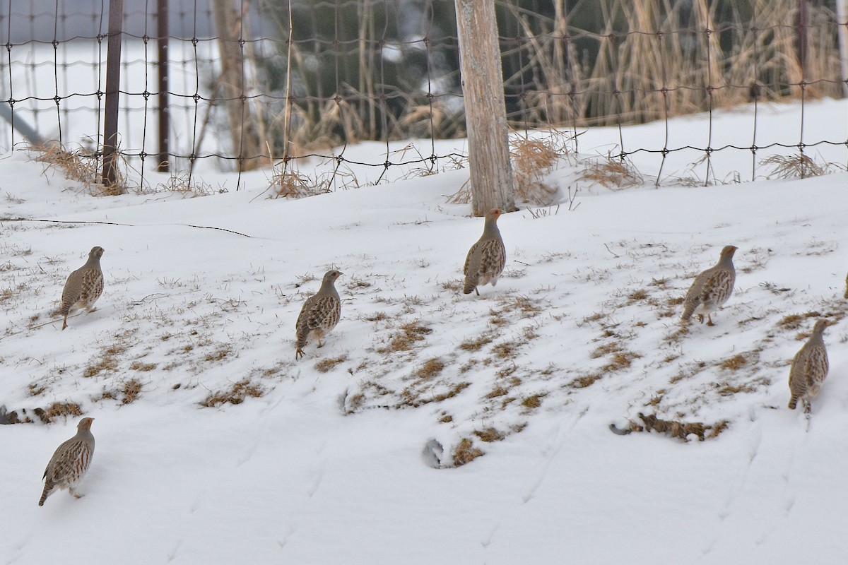 ヨーロッパヤマウズラ - ML646360530