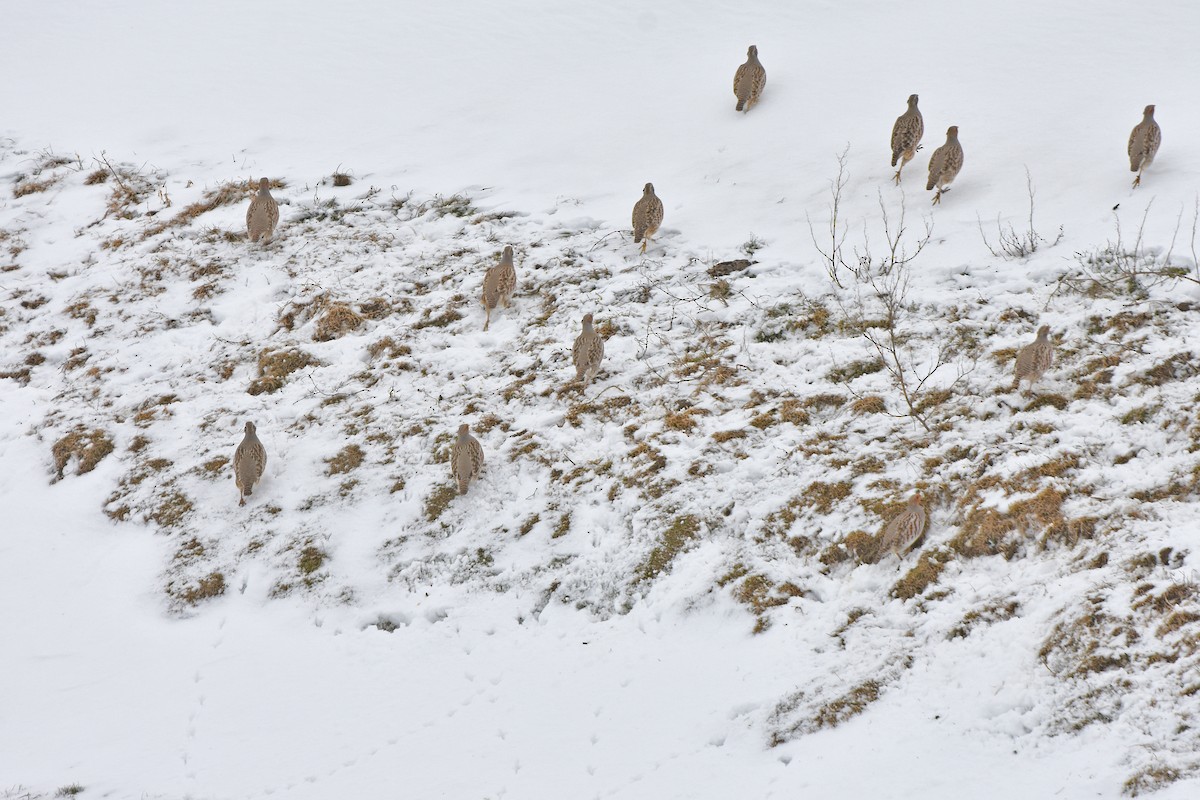 ヨーロッパヤマウズラ - ML646360531