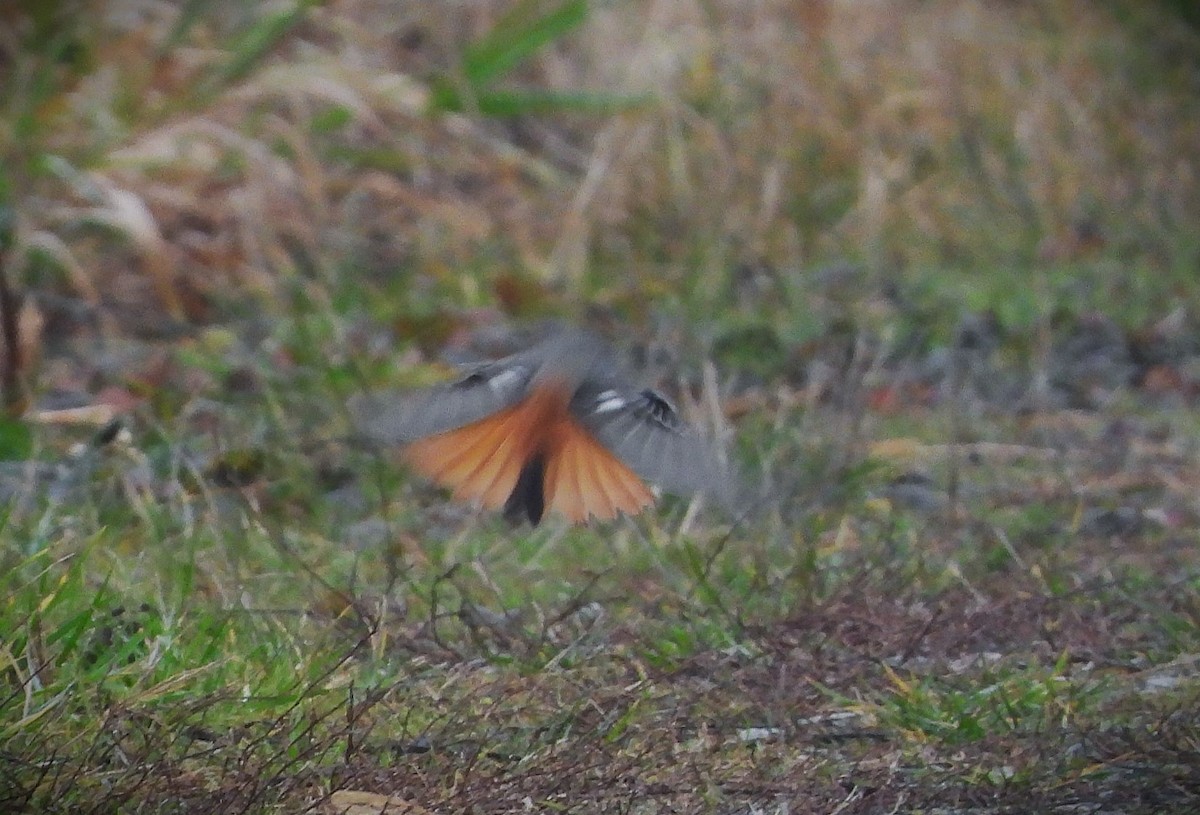Black Redstart - ML646360535