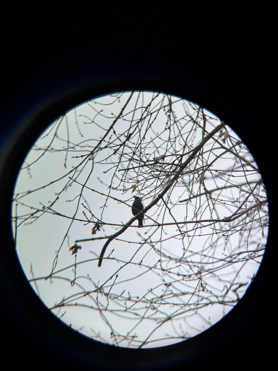 European Starling - ML646360536