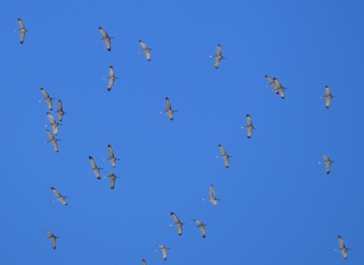 Орог тогоруу - ML646360537