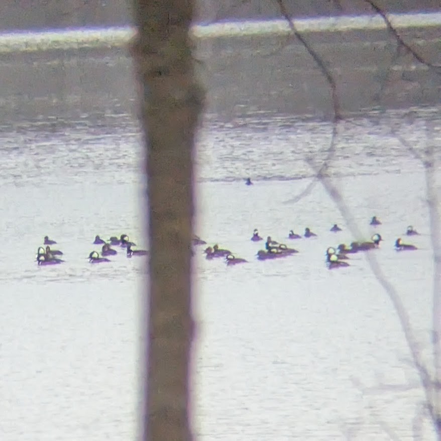 Hooded Merganser - ML646360539