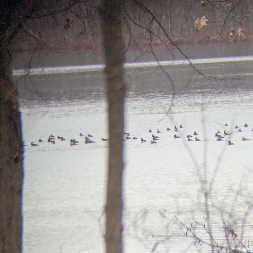 Hooded Merganser - ML646360540