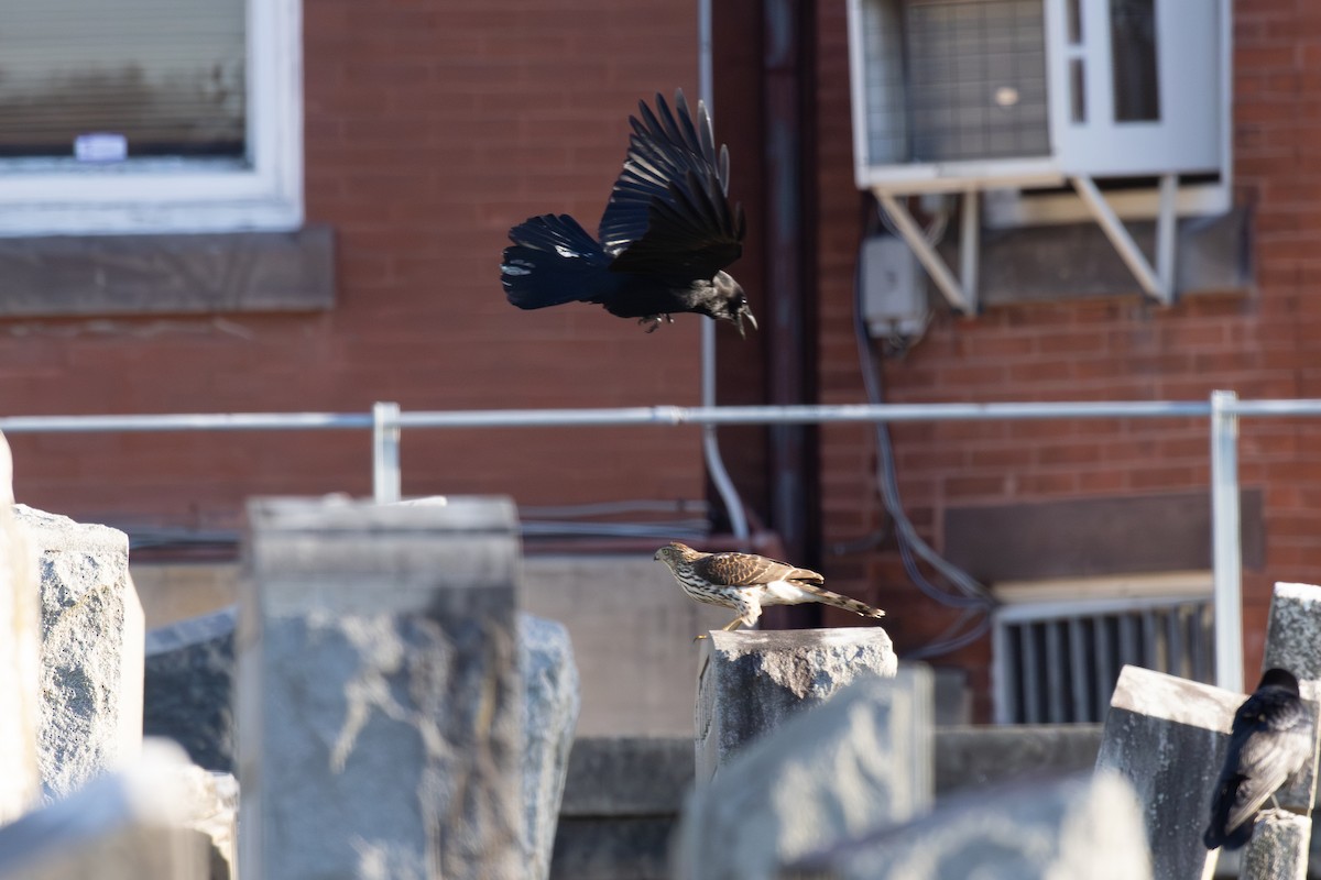 jestřáb americký - ML646360541